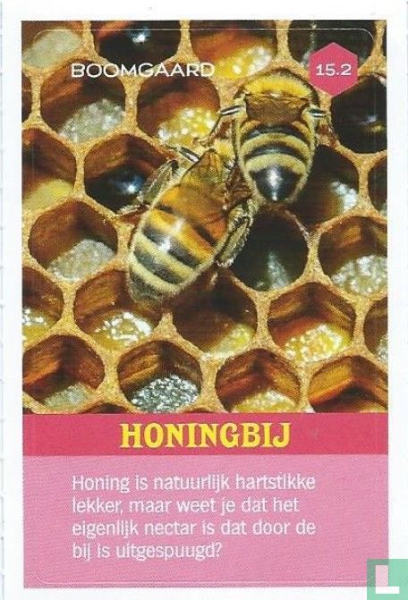 Honingbij  