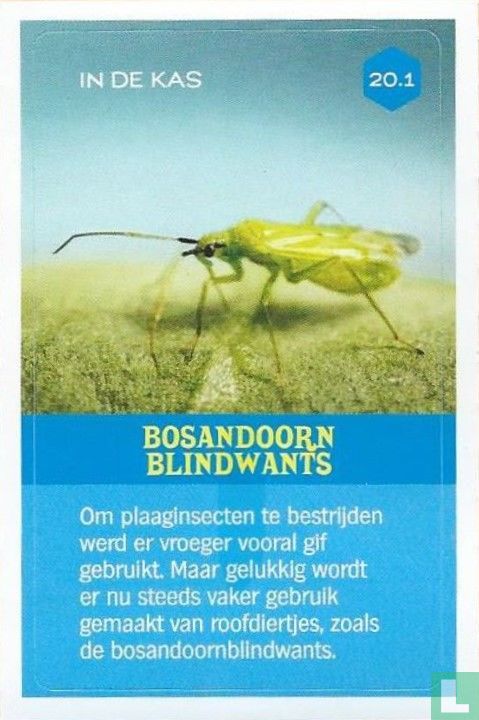 Bosandoornblindwants