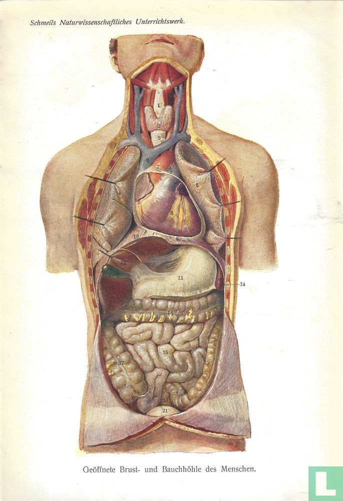Geopende borst van de mens
