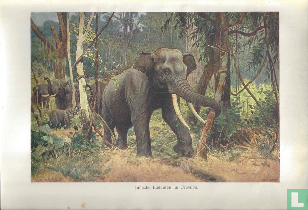 Indische olifant