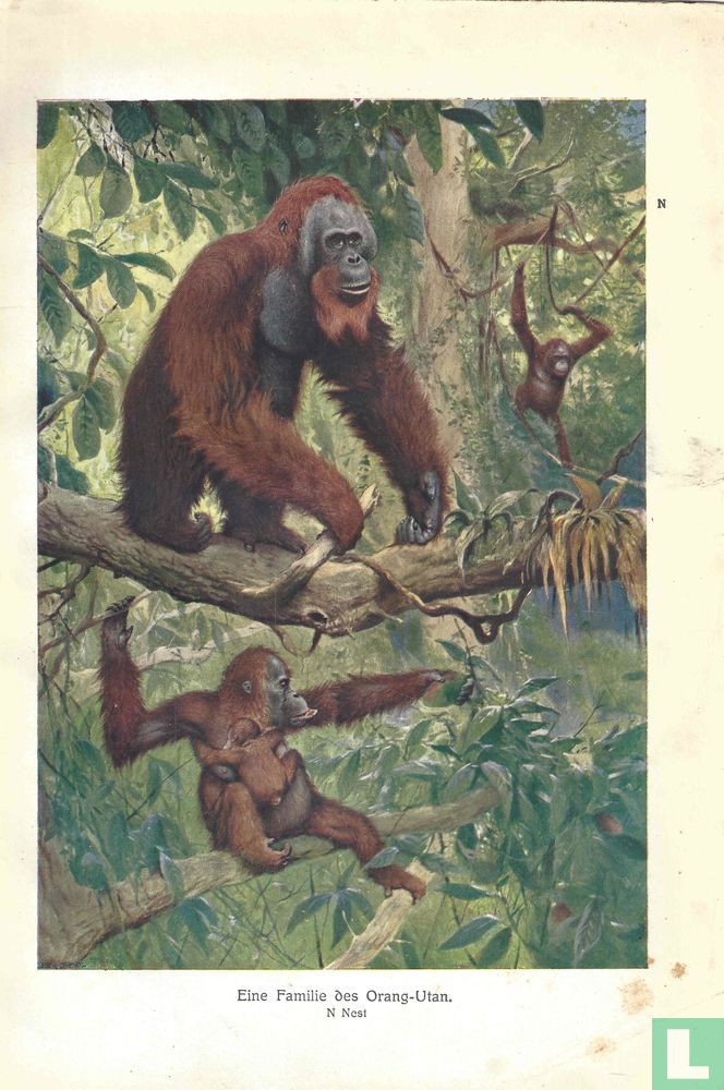 Orang-oetan