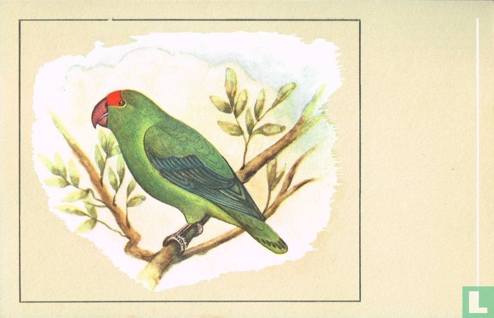 Abbesijnsche Agapornis
