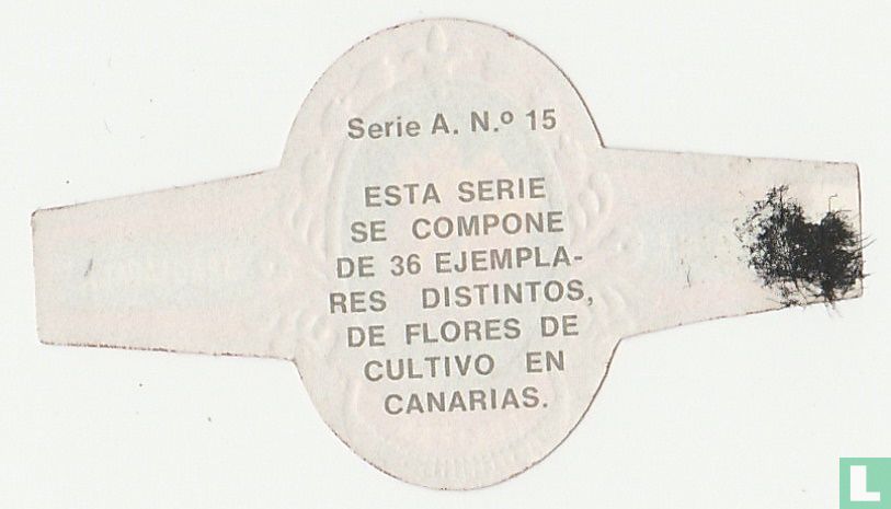 Tulipan