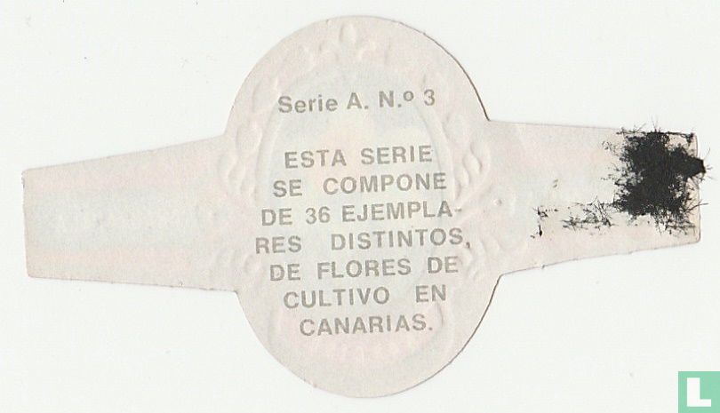 Narciso