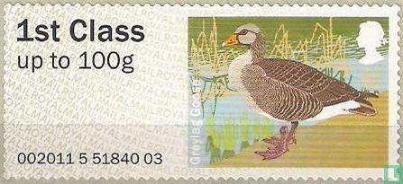 Greylag Goose