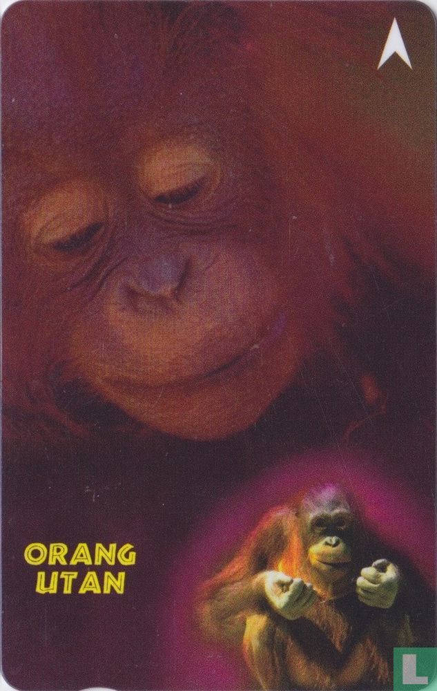 Orang utan
