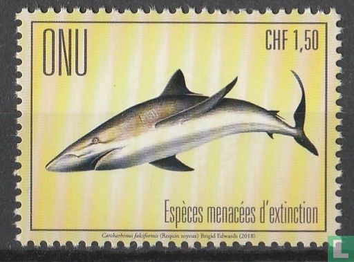 Requin soyeux