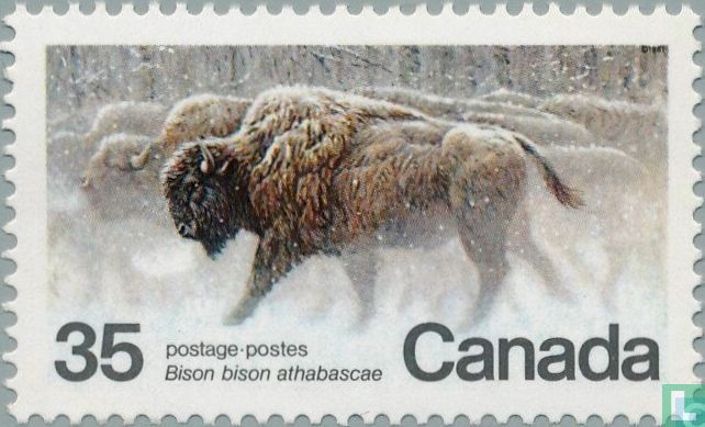 Bison des bois