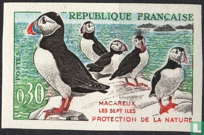 Atlantic puffin