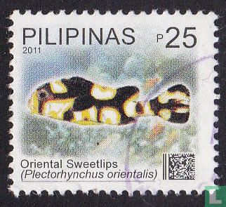 Plectorhinchus orientalis
