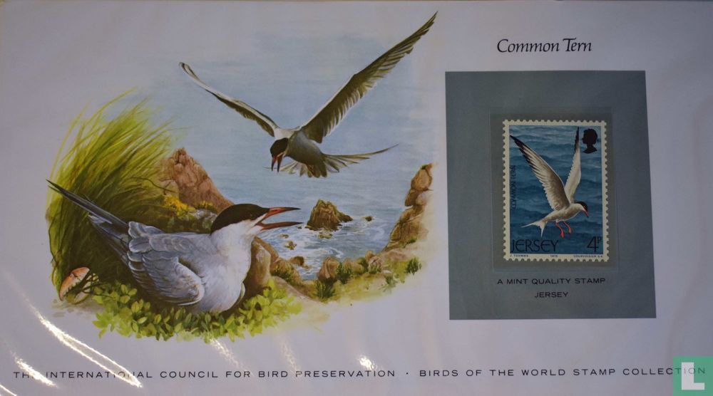 Common tern