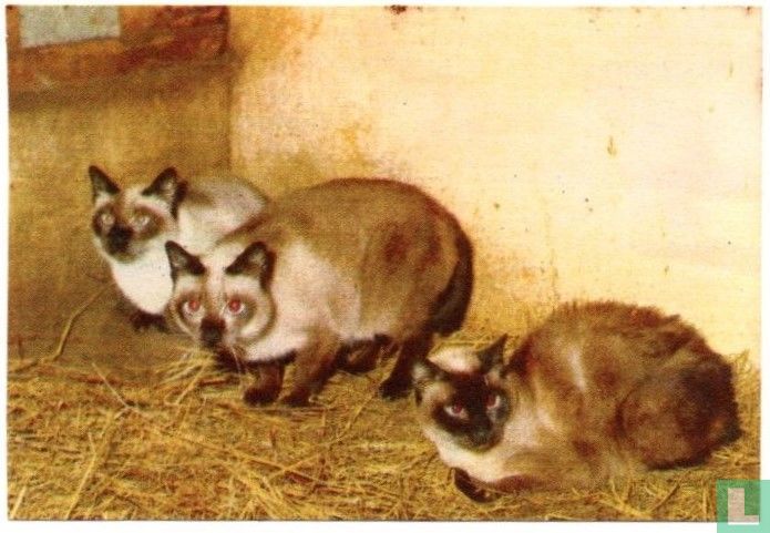 Siamese poes