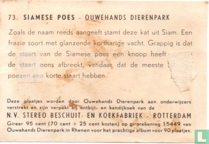 Siamese poes