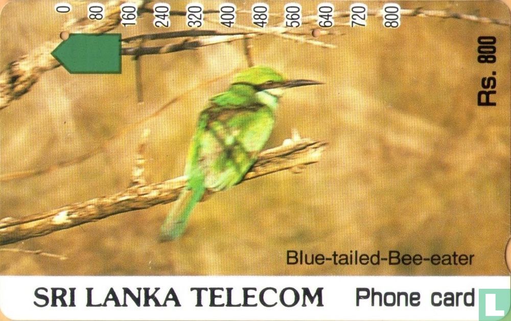 Blue-tailed-Bee-eater
