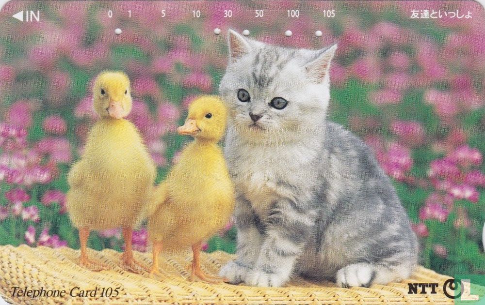 Cat with little Ducks