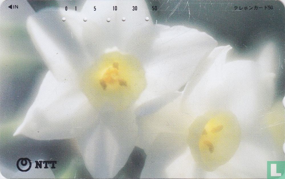 Jonquils