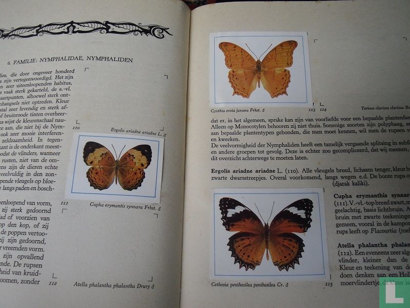 De vlinders van Java
