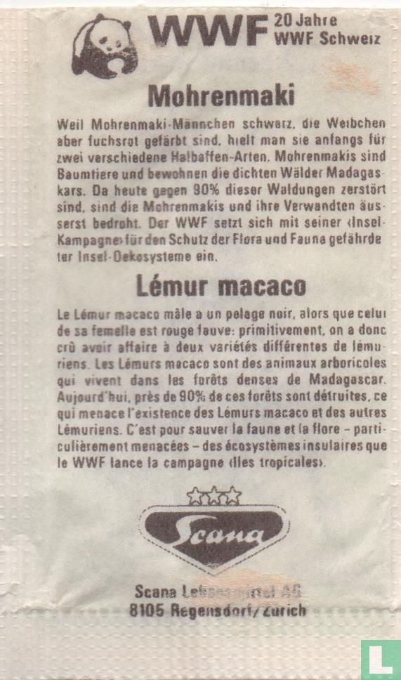 Mohrenmaki - Lemur Macaco