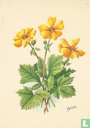 Bergnagelkruid