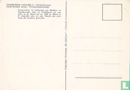Vrouwenschoentje