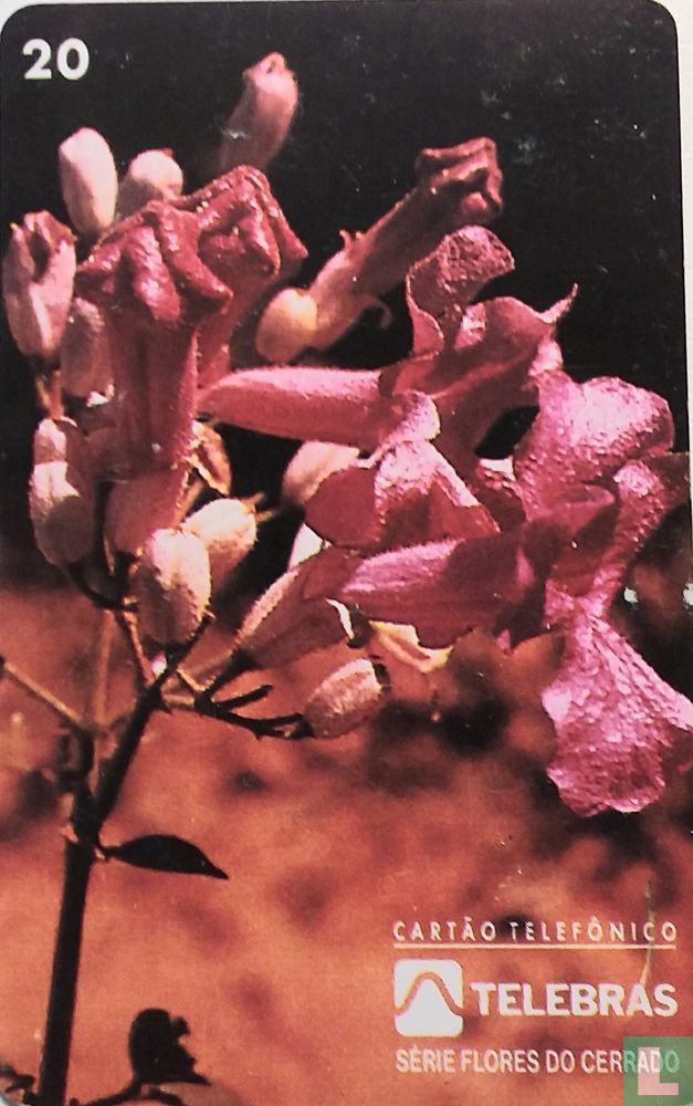 Bignoniaceal. (Trompetboom)