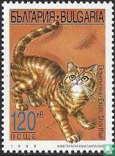 Chats