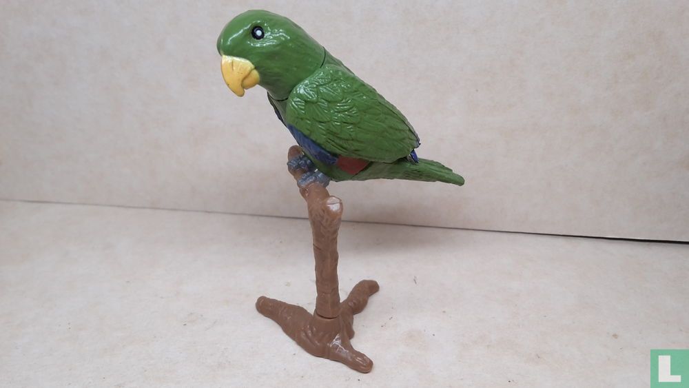 Eclectus