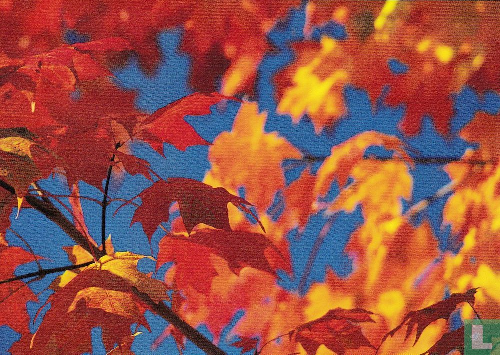 Herfstbladeren