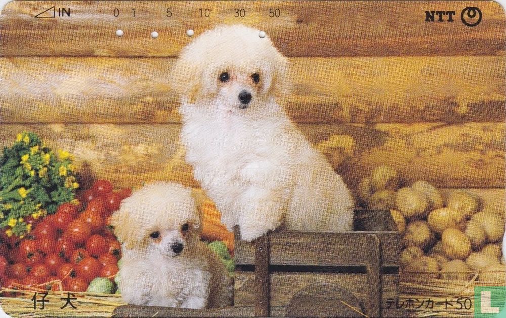 Dogs