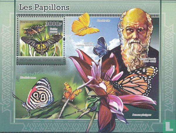 Butterflies 