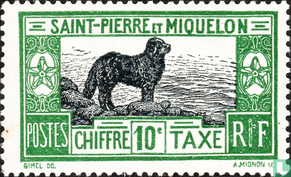 Newfoundland dog