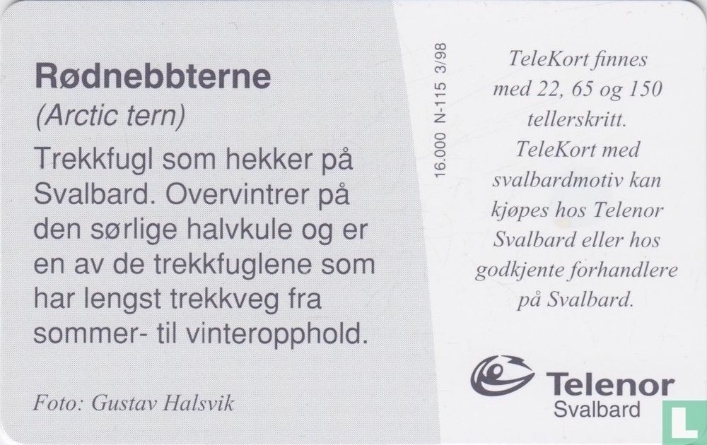 Rødnebbterne