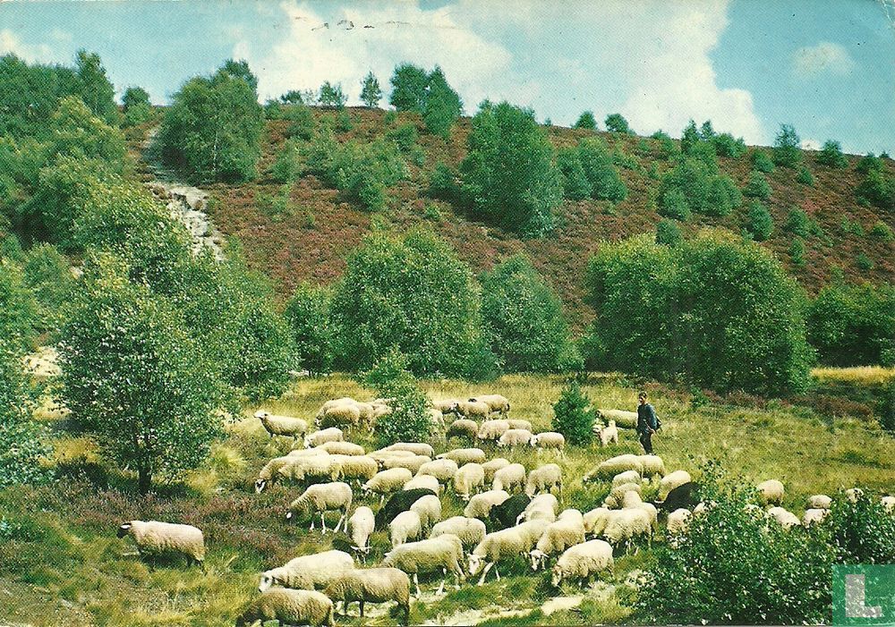 Schaapskudde met herder