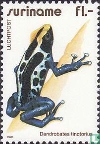 Färberfrosch