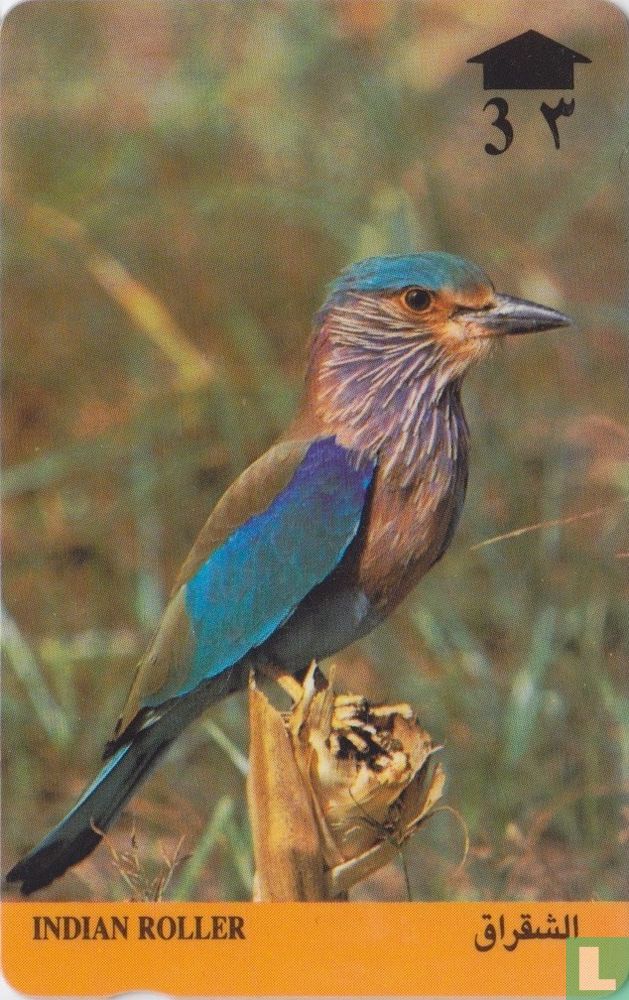 Indian Roller