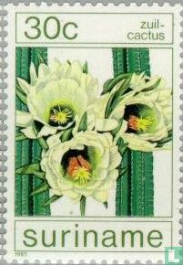 Zuil-cactus