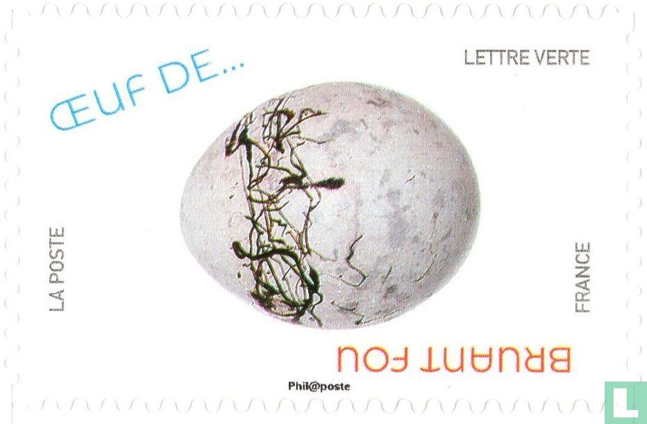 Bird eggs