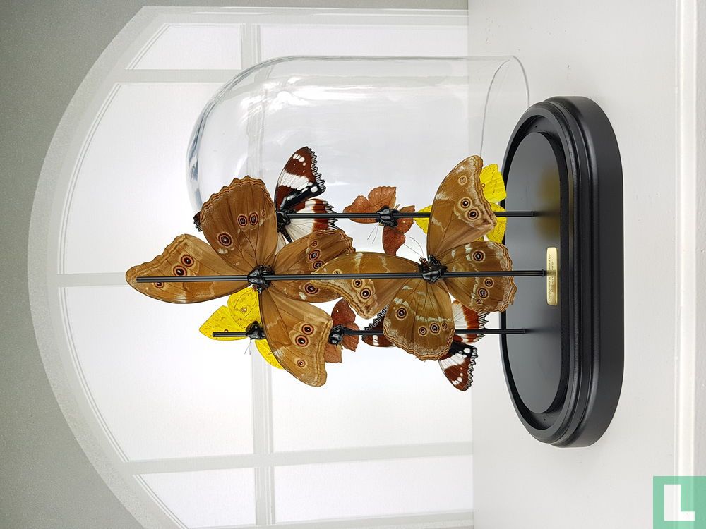 Butterfly Dome