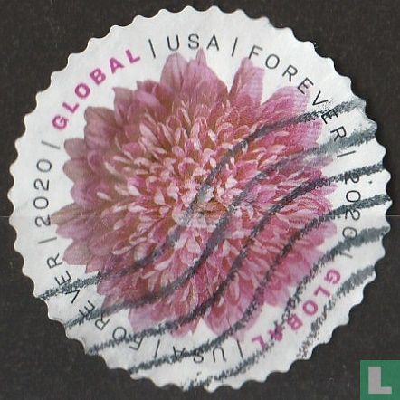 Chrysanthème
