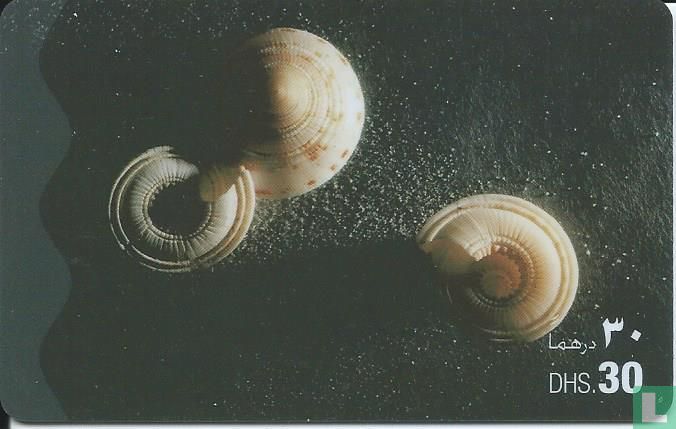 Shells