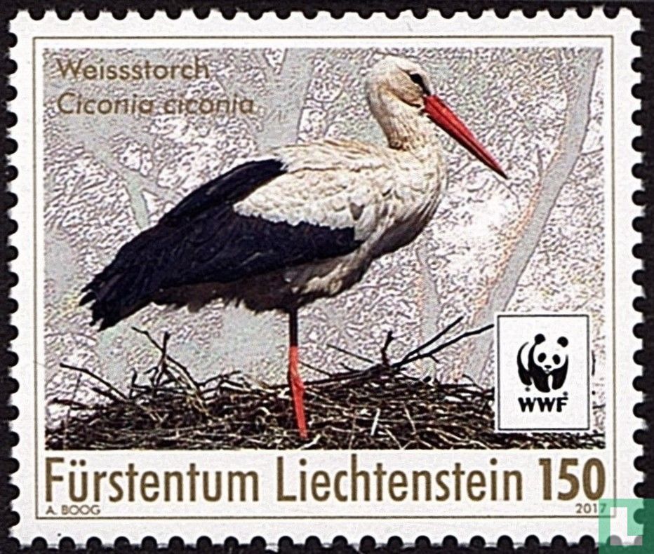White stork