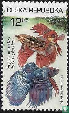 Poissons d'aquarium