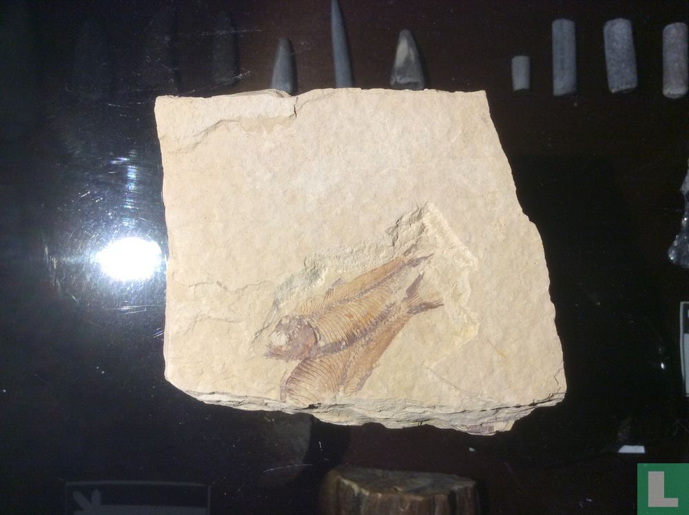 Knightia eoceana