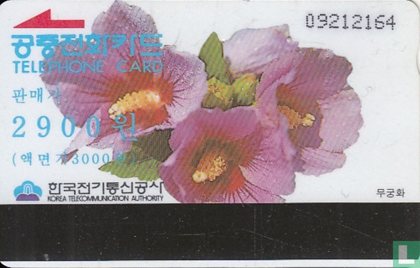 Rose of Sharon