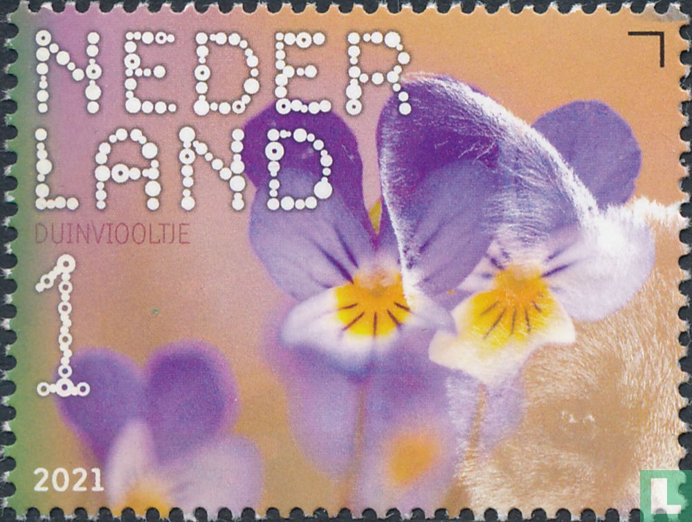 violette des dunes