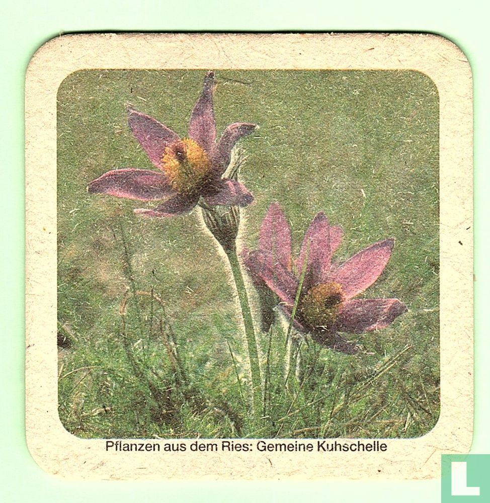Gemeine Kuhschelle