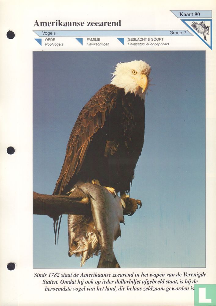 Amerikaanse zeearend