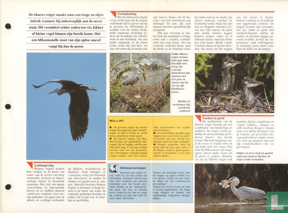 Blauwe reiger