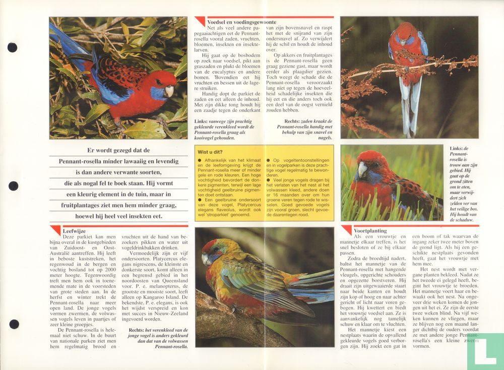 Pennant-rosella