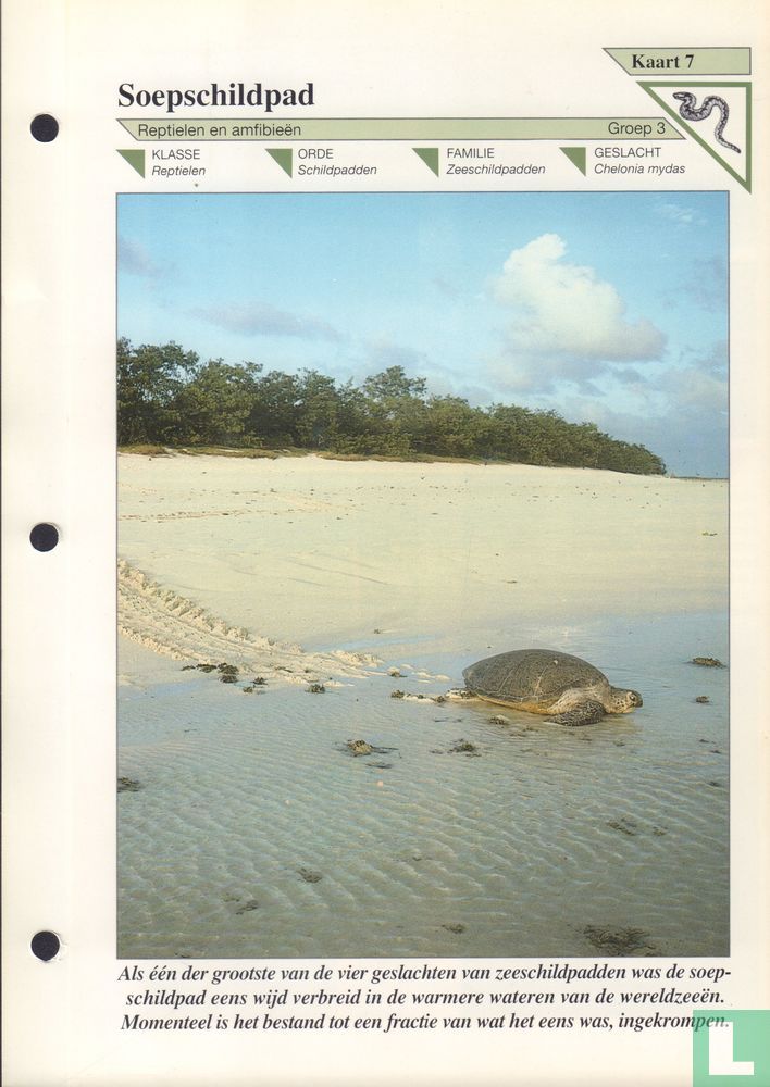 Soepschildpad